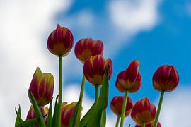 Tulipfield by Truckpowerr