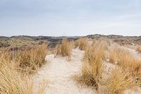 L'herbe haute dans le paysage dunaire d'une île des wadden