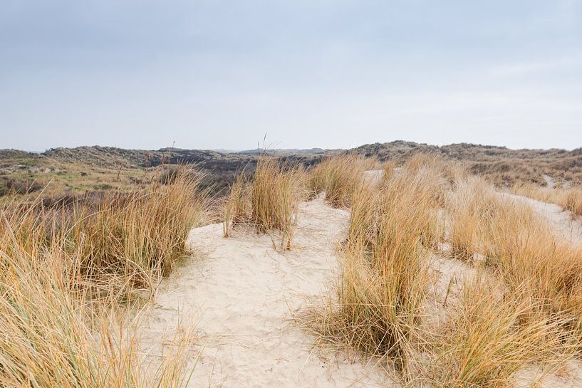 L'herbe haute dans le paysage dunaire d'une île des wadden par Marjan Schmit Visser