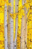 Herfst Aspenbos