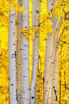 Autumn Aspen Forest by Daniel Forster