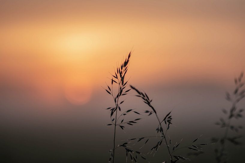 atmosphärisches Gras von Tania Perneel