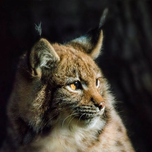 young lynx