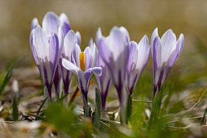 Krokusse