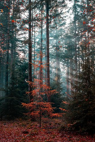 Speulderbos 2023 - 1