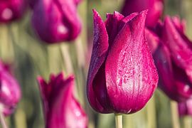 Morgenstille – Tulipa „Negrita” im Tau