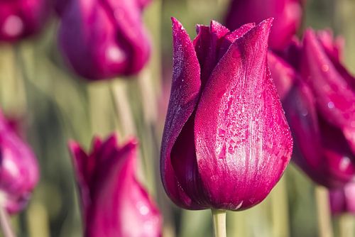 Morning silence – Tulipa ‘Negrita’ in dew by Robert Jan Smit