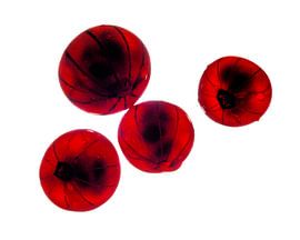 RED BERRIES