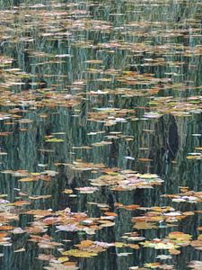 feuilles sur l'eau