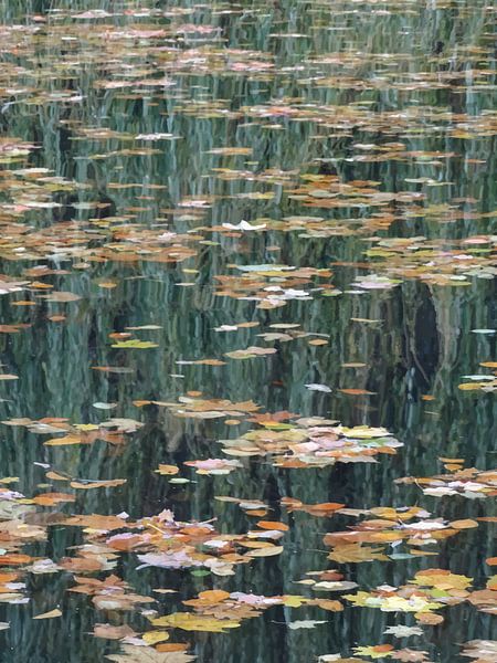 leaves on water by -BLOOS-