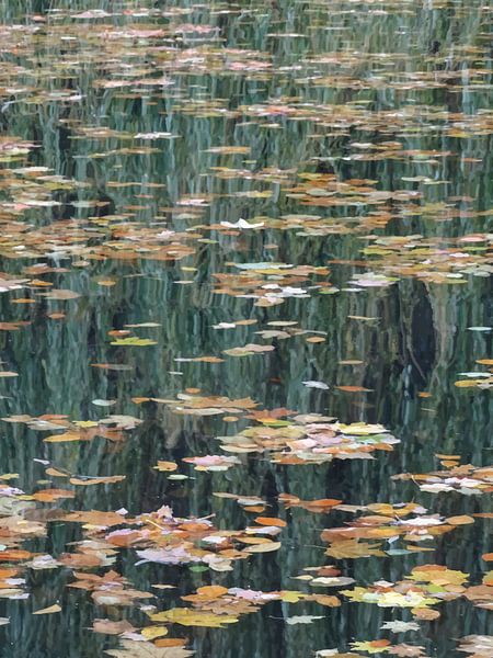 Blätter auf dem Wasser von -BLOOS-