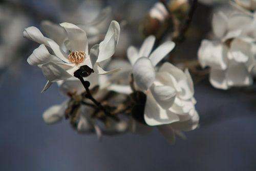 Magnolia