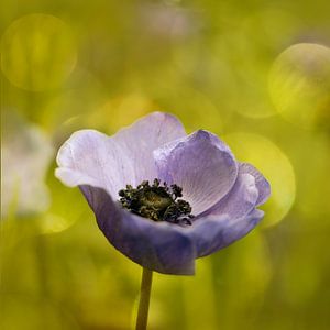 Anemone mit Bokeh.