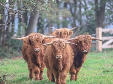Scottish highlanders quartet by Karin van Rooijen Fotografie