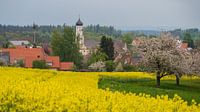 City Attenweiler in spring by Daniel Pahmeier thumbnail