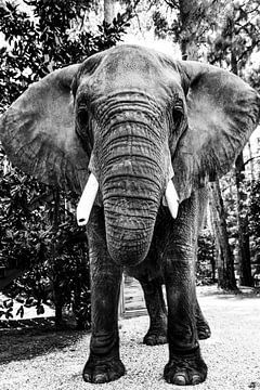 African elephant by Walljar