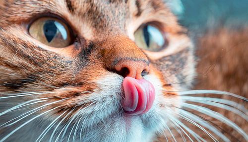 Kat met macrofotografie