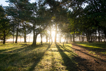 Sun in the woods