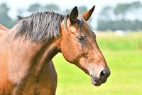 Paard in een weiland