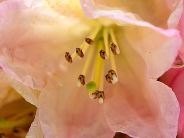 De meeldraden van een rododendronbloem van Gerard de Zwaan