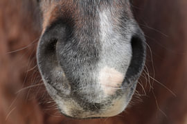 Nase-Nase von Marlies Hemminga
