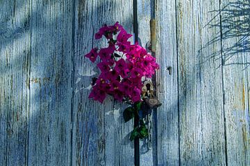 Bouquet of flowers at a Mediterranean gate by Matthias Stolt