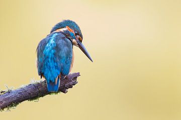 IJsvogel von Pim Leijen