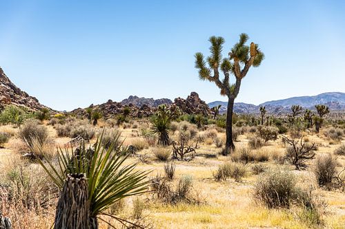 Joshua Tree National park.