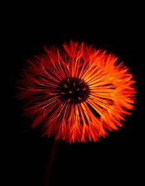 „Ember Dandelion II“ von Ember Bloom