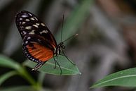 Schmetterling von Eerensfotografie Renate Eerens Miniaturansicht