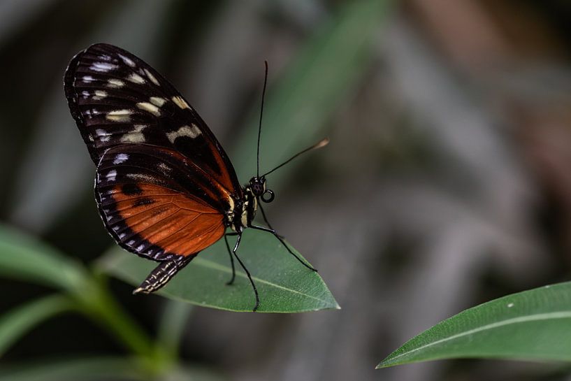 Schmetterling von Eerensfotografie Renate Eerens
