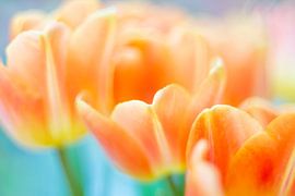 tulips by Jeannette Kliebisch