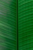 Felgroen blad