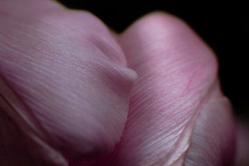 Tulp in macro van Schwarzkopf-Photoart