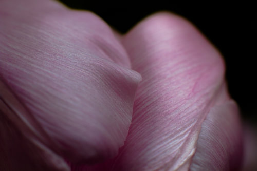 Tulip in macro