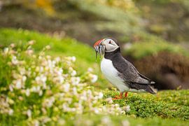 Macareux moine, Fratercula arctica. Oiseau de mer