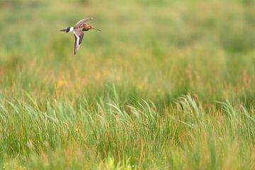 Uferschnepfe (limosa limosa) beim Flug über eine Wiese in Friesland von Marcel van Kammen