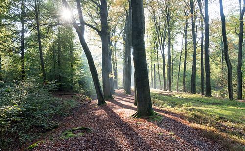 De herfst zon schijnt door de bomen