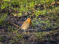 robin