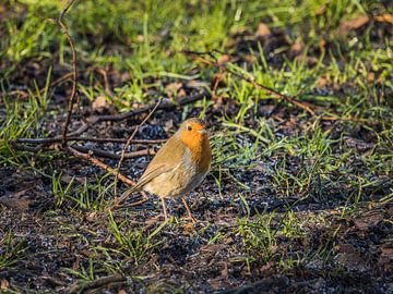 robin by Andre Bolhoeve
