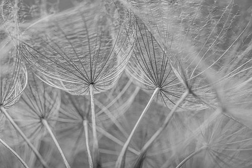 Onder de morgenster (zwart-wit)