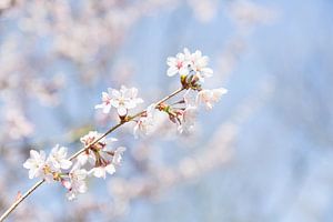 Lente Bloesem