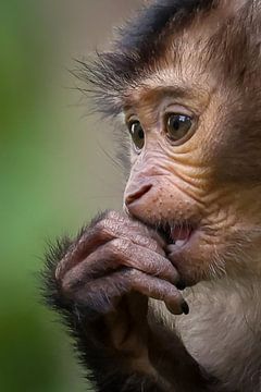 Portrait de bébé macaque à queue de lion sur Amanda Blom