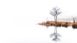 Twin trees Pano #1