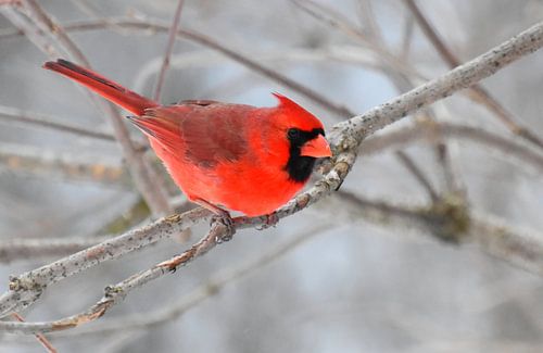 Een kardinaalvogel in de tuin