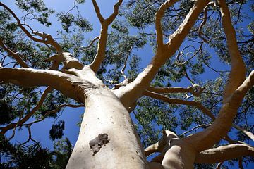 Crazy white branches by Frank's Awesome Travels