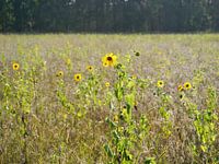 You're a sunflower, I think your love would be too much.