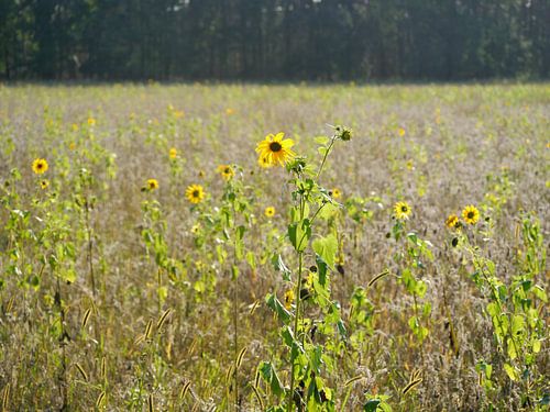 You're a sunflower, I think your love would be too much.