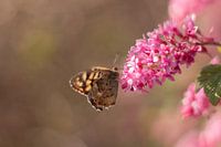 The variegated sand moth on a butterfly bush