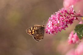 Der Bruchwasserläufer auf einem Schmetterlingsstrauch von Shot By DiVa